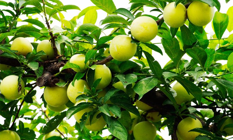 爱游戏官方网站案例展示六